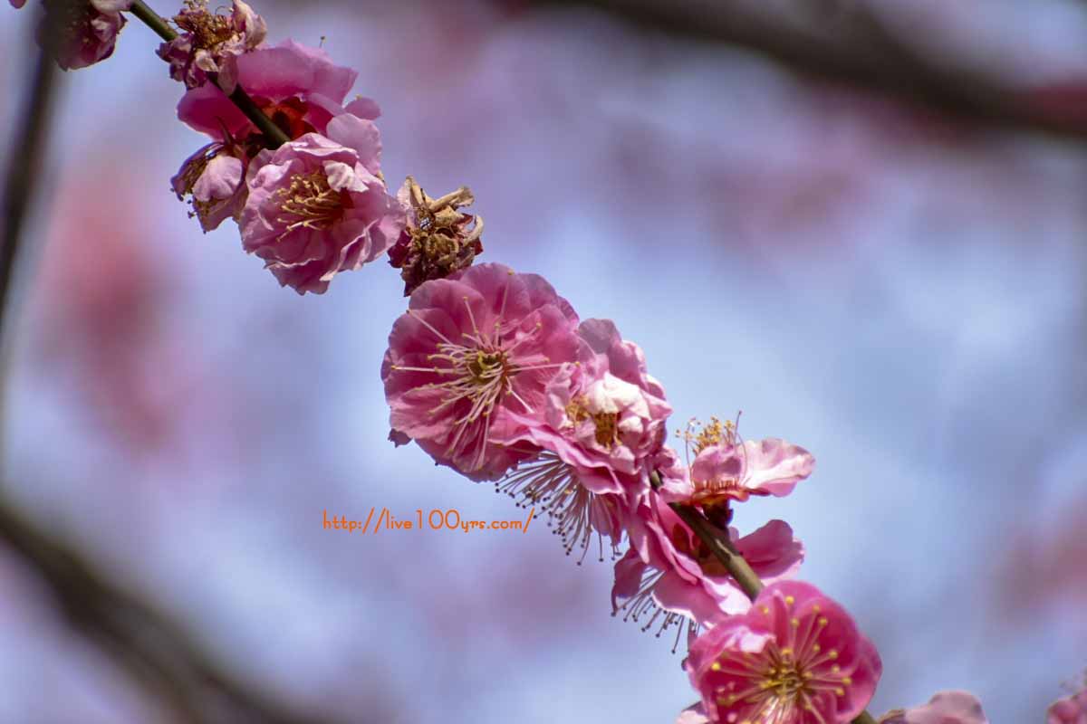 19年の開花状況とイベントの様子 さいたま市大宮公園梅まつり Marumarublog