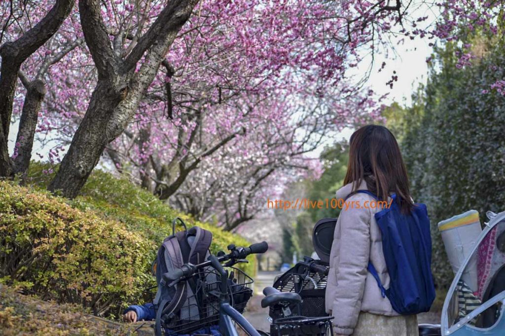 2019大宮公園梅まつりに子供と自転車で行ってきました