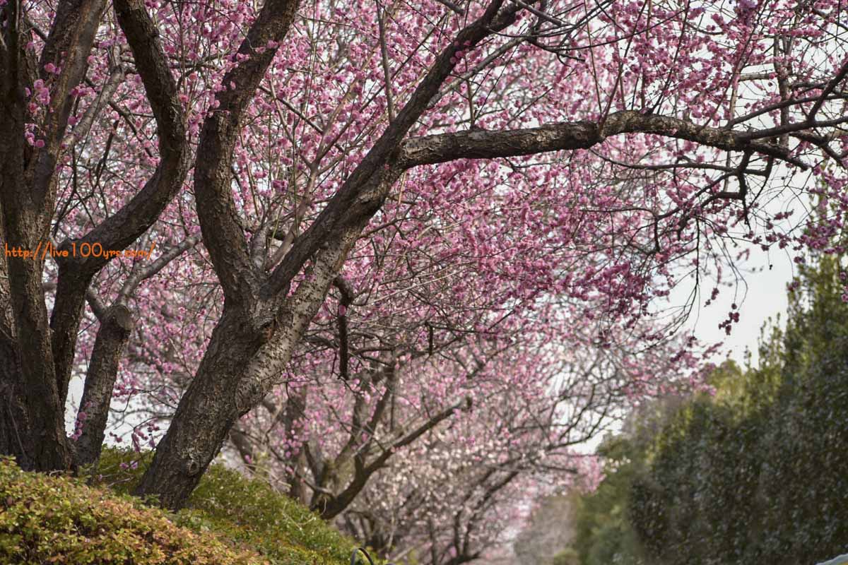 2019大宮公園梅まつり 未開紅という梅の花がとても綺麗でした