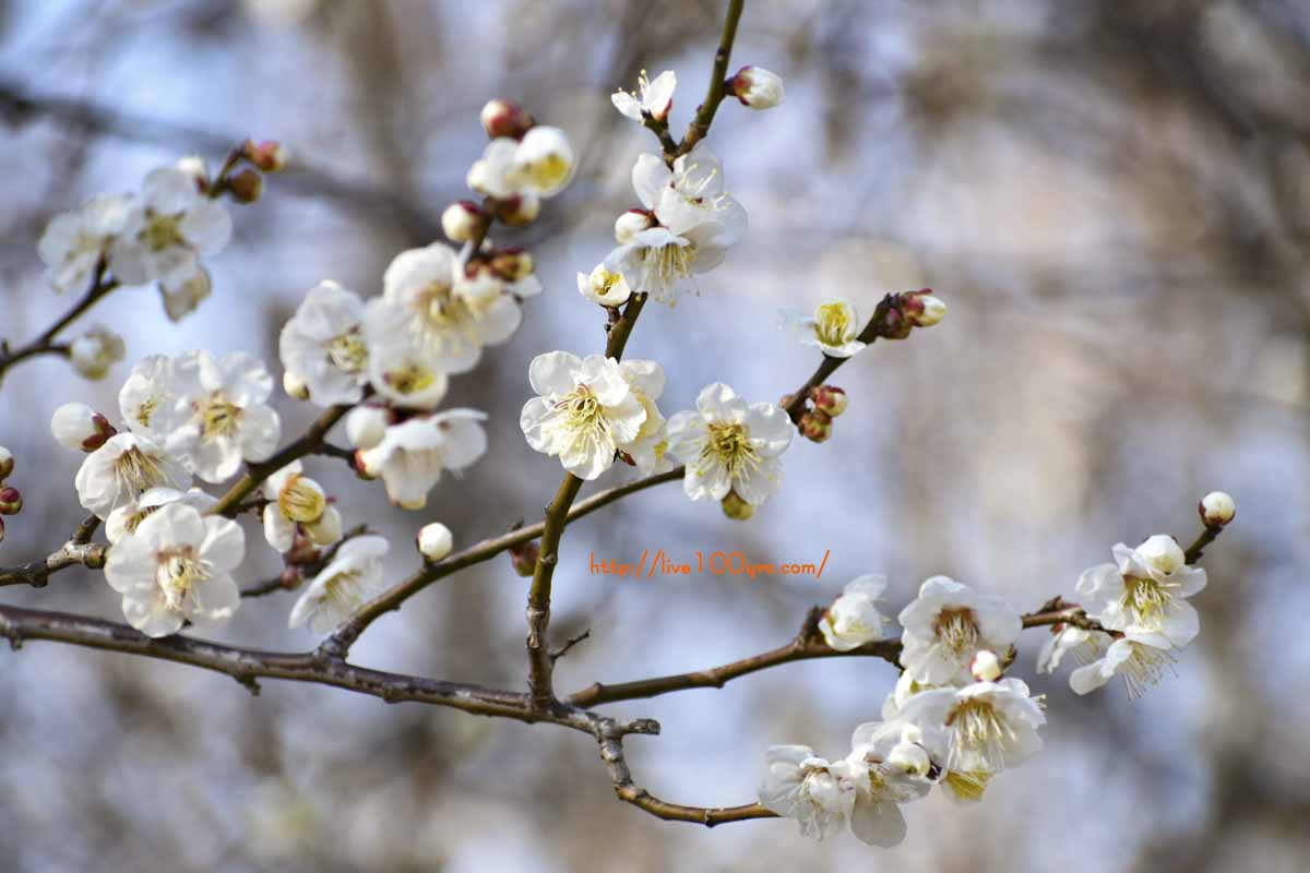 2019大宮公園梅まつりの梅の開花の様子です