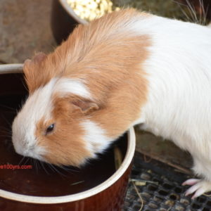 車なしファミリーキャンプに初めて行ったときの持ち物を紹介【電車編】
