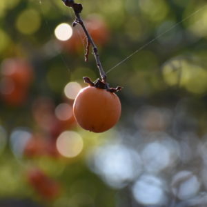 絶品！無印良品のナンをポリ袋でつくる作り方を紹介【簡単キャンプにも】