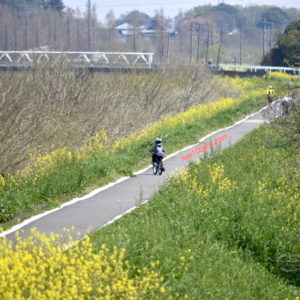 見沼用水路から大宮公園へサイクリング！河津桜と2021年の梅花見を紹介