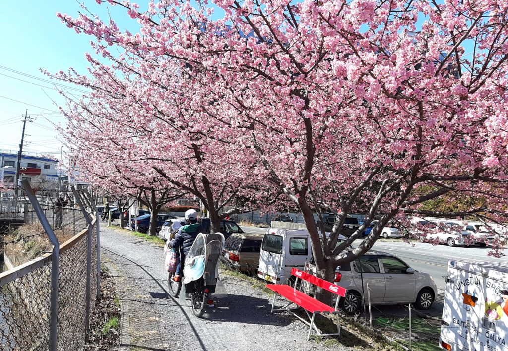2021年2月下旬の見沼用水路西縁の河津桜の並木-