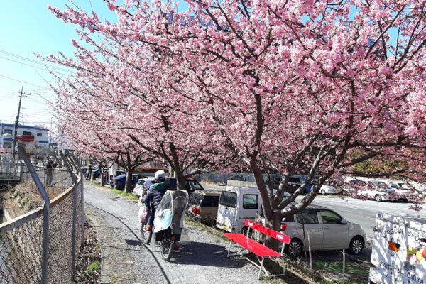 2021年2月下旬の見沼用水路西縁の河津桜の並木-