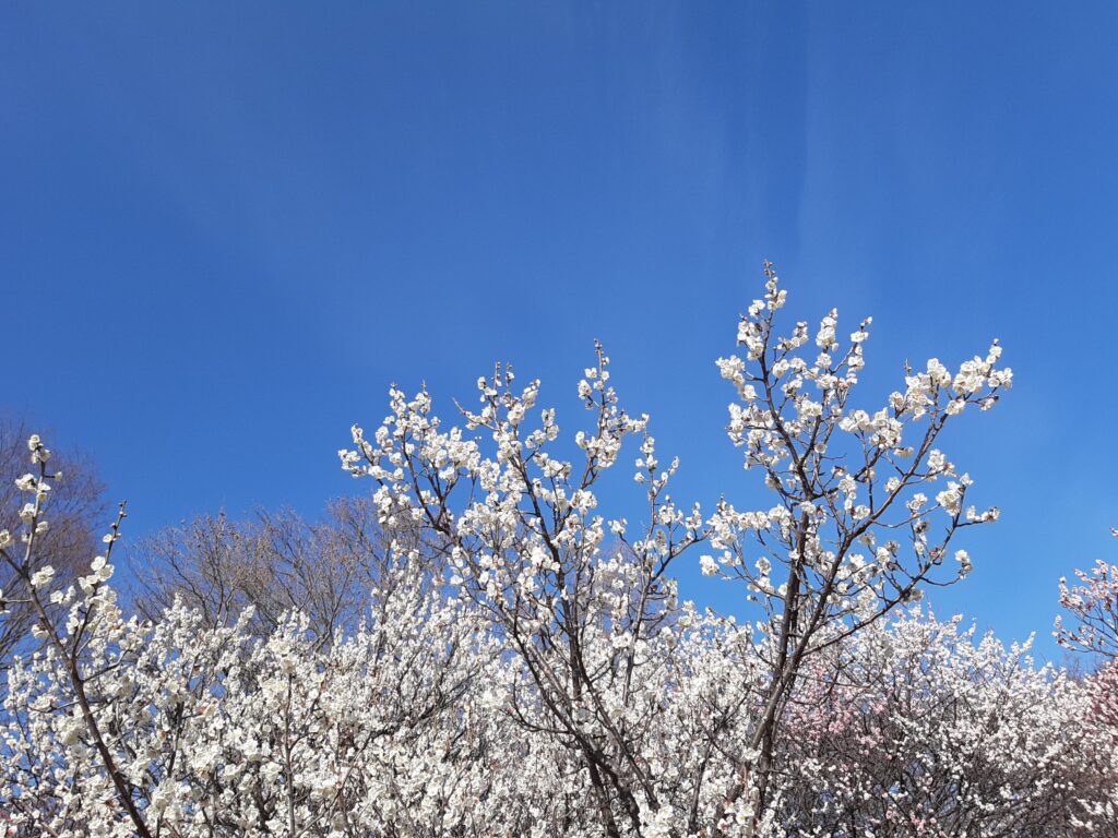 青空に映える大宮公園の梅の花